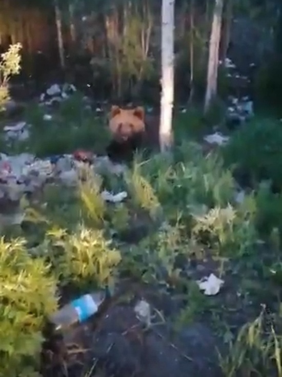 Медведь растаскивает мусор из контейнера в Ноябрьске
