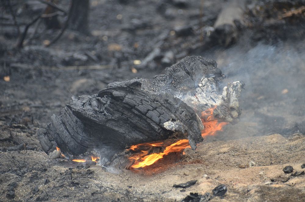 Лесные пожары-2019: кадры с мест тушения под Рязанью