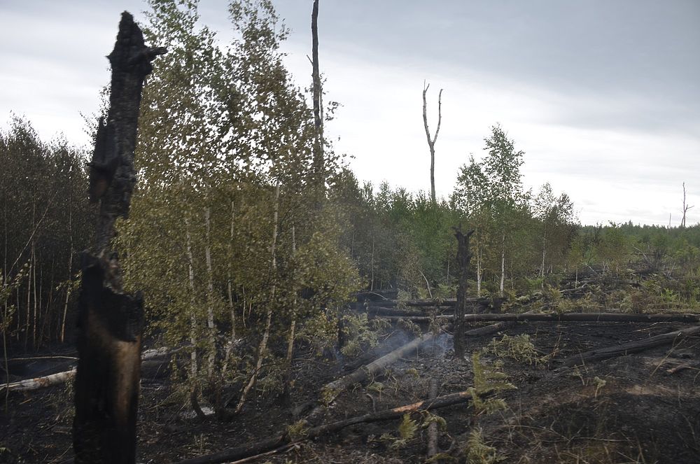 Лесные пожары-2019: кадры с мест тушения под Рязанью
