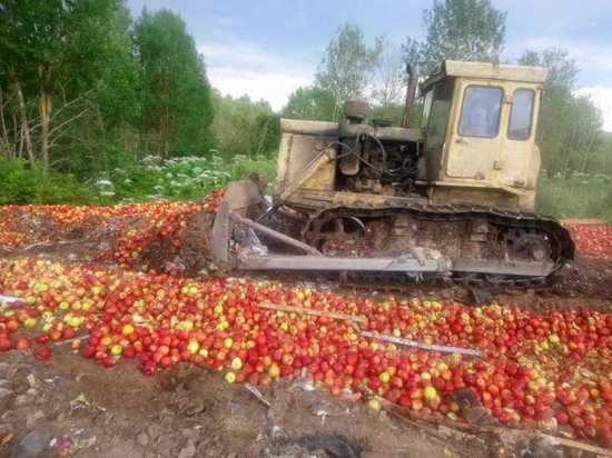 В Псковской области с начала года уничтожили более 770 тонн фруктов и овощей