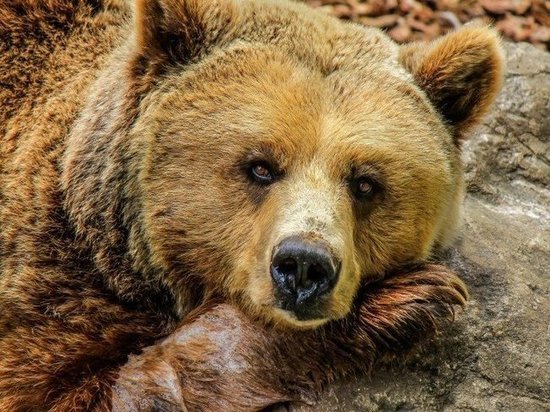 Гуляющих в черте Ноябрьска медведей отстрелили