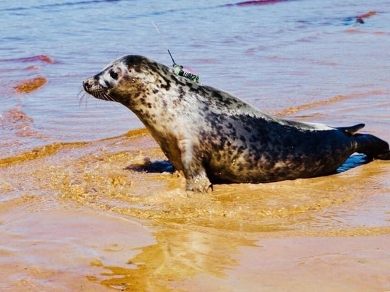 Любопытный тюлень сплавал из Петербурга в Эстонию и Финляндию