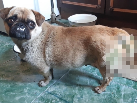 В Ростовской области спасли жизнь собаке с выпавшим половым органом