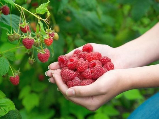 «Ягода малина, нас к себе манила»: калининградцам предлагают собирать платную ягоду