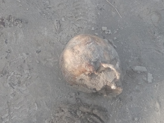 Человеческий череп обнаружил житель Тазовского возле хлебозавода