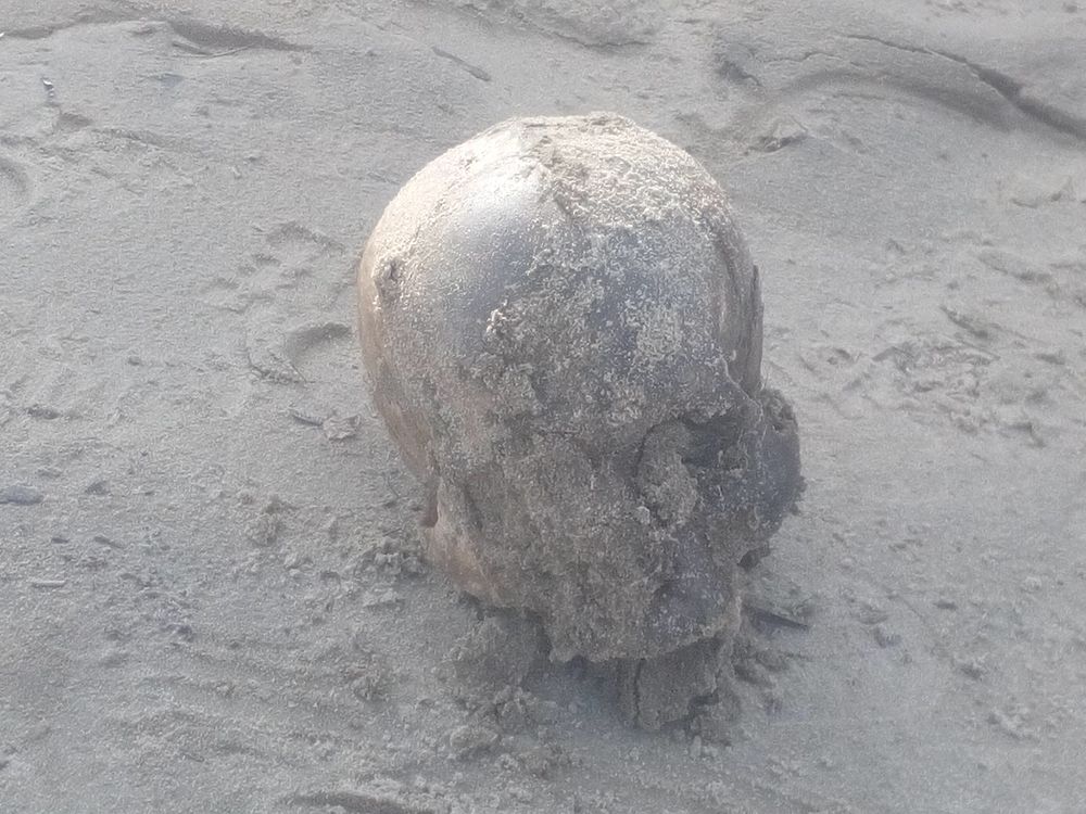 Первые кадры найденного в Тазовском человеческого черепа