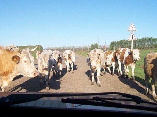 В Хакасии водитель ВАЗа получил травмы, столкнувшись с коровами