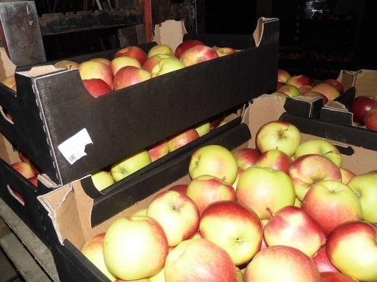 В Себеже уничтожили 767 кг польских яблок