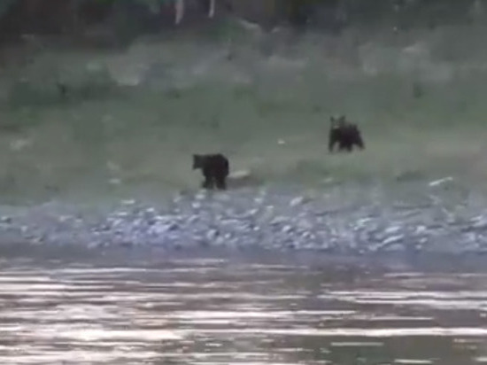 Трех медвежат на берегу реки засняли в Шурышкарском районе