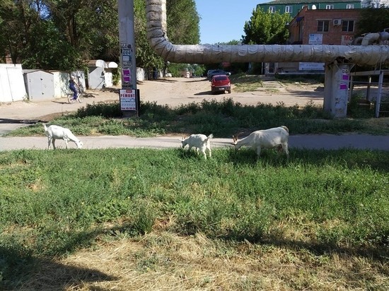 В центре Астрахани гуляют козлы