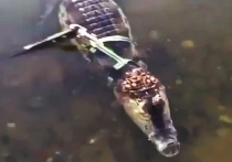 Крокодила на поводке как собаку выгуливала на днях у Клязьминского водохранилища в Подмосковье жительница столицы