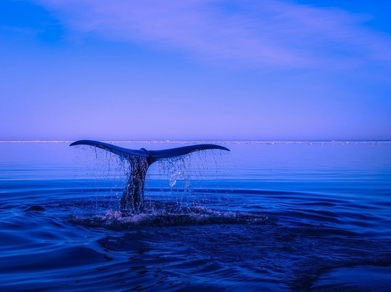Япония возобновила китобойный промысел после 30-летнего запрета