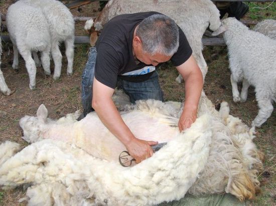 Калмыцким производителям шерсти предоставят субсидии
