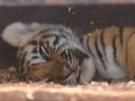 В Бузулуке из передвижного зоопарка чуть не украли тигренка