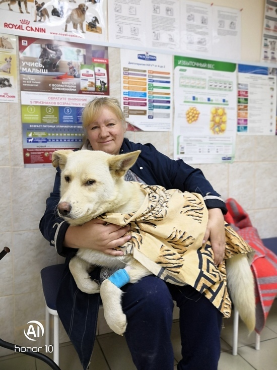 Жители Ковдора спасли израненную собаку