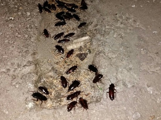 Жители Барнаула обеспокоены тараканами, выходящими на улицы по ночам