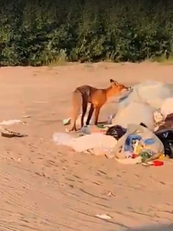 В Салехарде лиса вышла к куче оставленного отдыхающими мусора