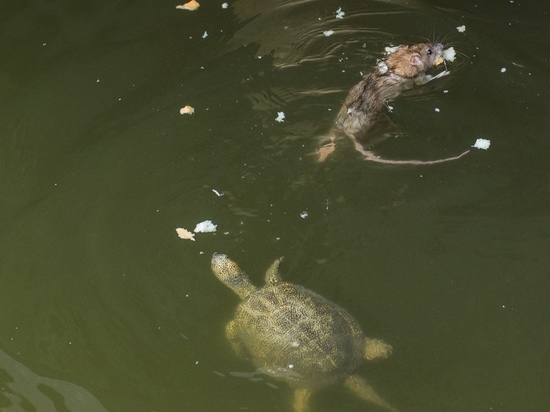 Черепаха, утки и крыса: в Лебедином озере новые жильцы