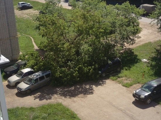 В Узловой дерево упало на припаркованные автомобили