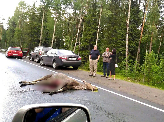 В Карелии разыскивают водителя, который насмерть сбил лосиху и скрылся