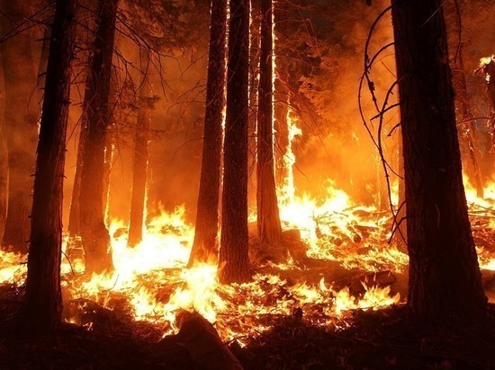 На Ямале потушили 86 га горящего леса