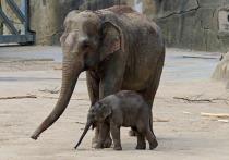 Педикюр для слонов в обязательном порядке предусматривают требования, разработанные Минкультом в соответствии с законом «Об ответственном обращении с животными»
