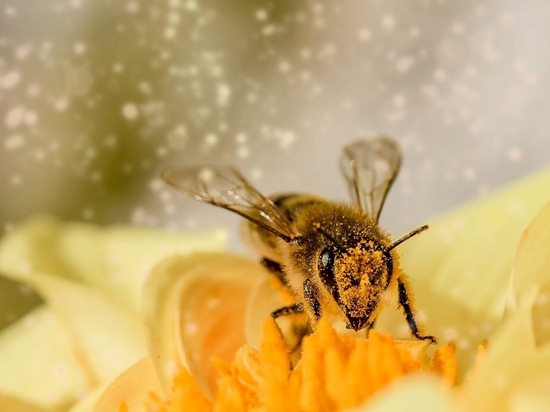 Возможная причина гибели пчел в Удмуртии - обработка полей химикатами