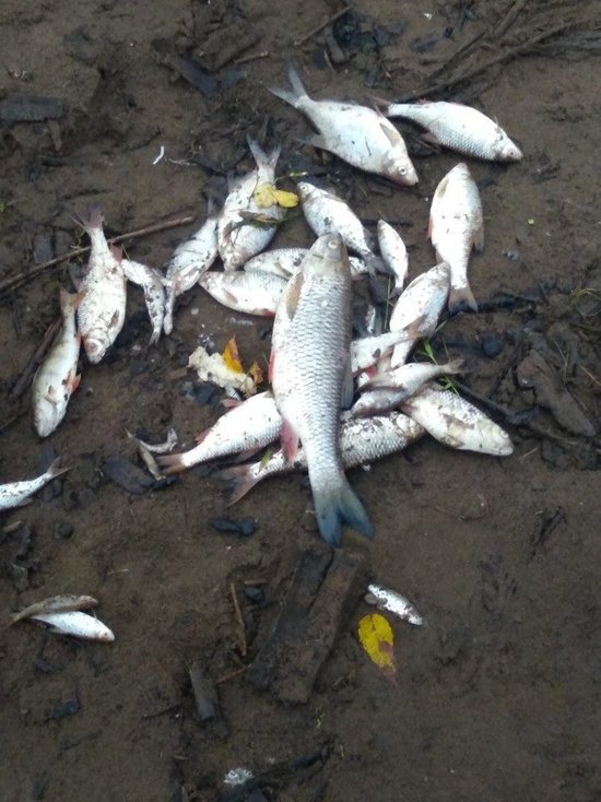 В Удмуртии массово погибла рыба