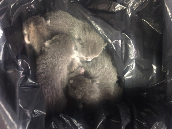 Котят выбросили в мусорный контейнер в Надыме
