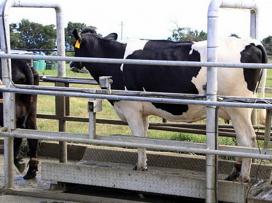 В Воронежской области фермер попался на мошенничестве с коровами