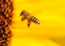 Уже сообщалось о непонятной причине массового мора пчел в Московской и Рязанской областях
