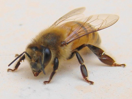 Пчелы массово гибнут на пасеках Алтайского края