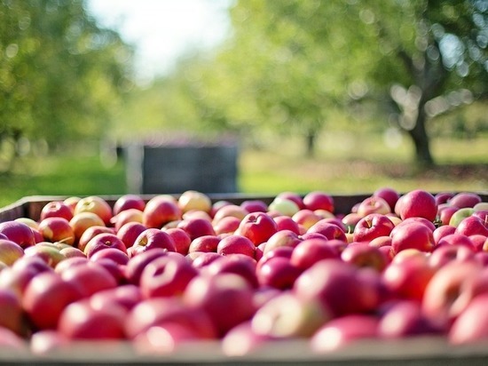 Ставропольские садоводы просят власти РФ ограничить импорт фруктов