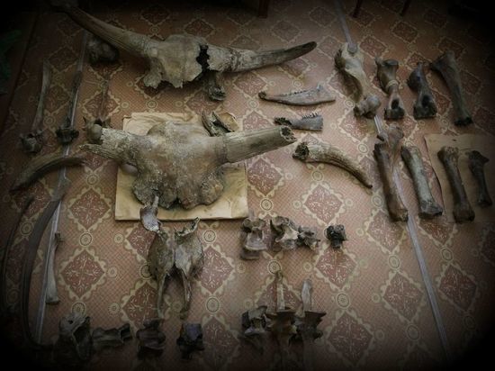 На берегу Волги нашли около 50 костей первобытных животных