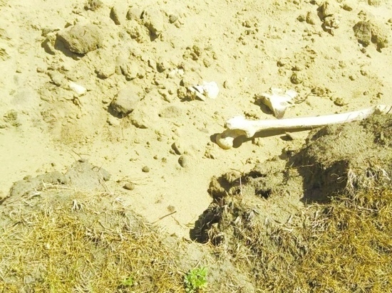 Четыре скелетированных трупа без голов нашли на берегу озера в Заринском районе