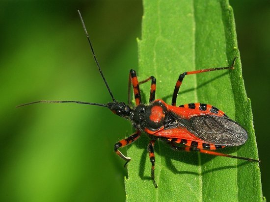 Опасное заболевание в Европе передается жуками