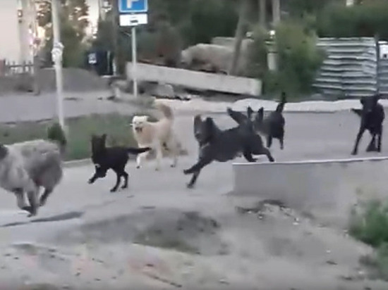 Жители барнаульского микрорайона пожаловались на стаю бродячих собак