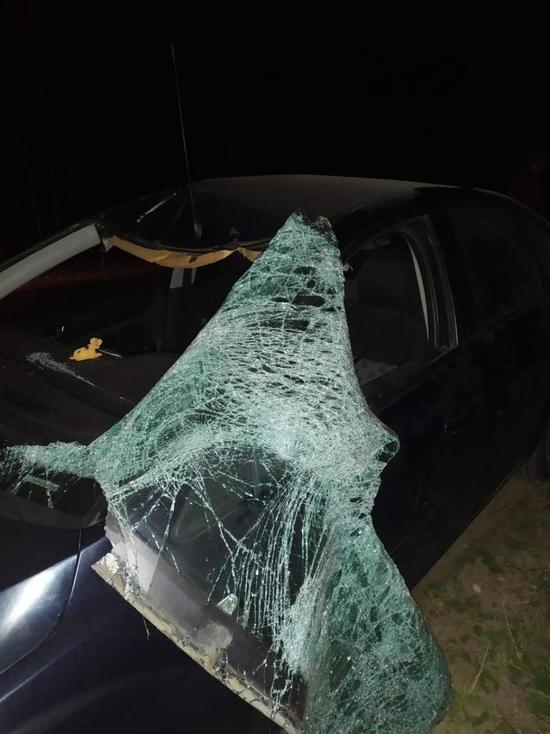 Водитель и пассажир иномарки попали в больницу после столкновения с лосем