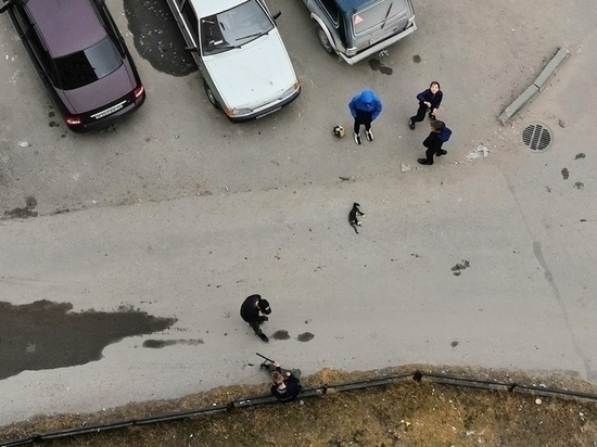 В Карелии накажут мужчину, который выбросил котёнка с окна многоэтажки
