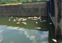 В американском штате Кентукки зафиксирован массовый мор рыбы в реках Кентукки и Гленнс-Крик, протекающих в районе размещения склада всемирно известного производителя виски