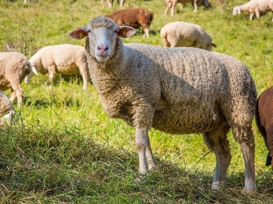 В Хакасии загорелась кошара и 12 тонн овечьей шерсти