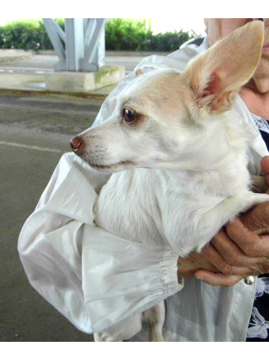 Из Псковской области не позволили вывезти собаку