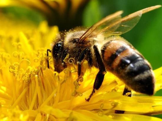 В Курске состоится митинг пчеловодов