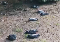 Около сотни мертвых голубей обнаружили в понедельник на одном из бульваров на юго-западе Москвы местные жители