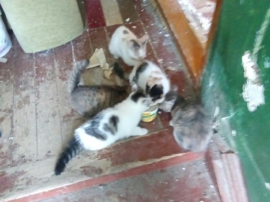 Пятерых котят и кошку бросили в расселенной квартире Салехарда
