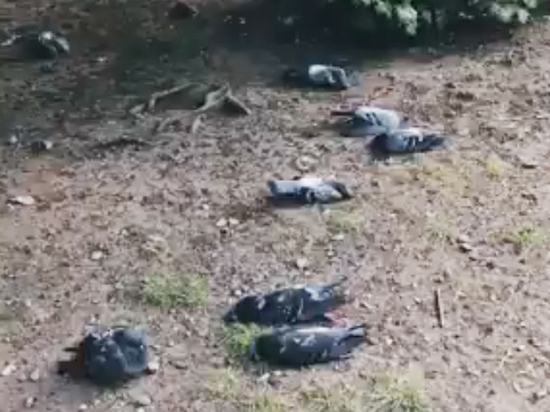 Жители Черемушек сообщили о массовой гибели голубей
