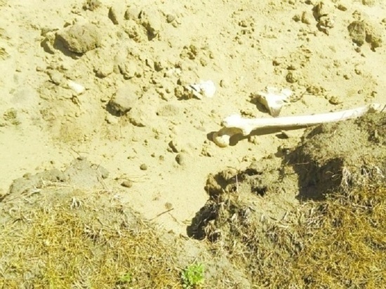 Стало известно, кому принадлежат четыре скелета без голов, найденные на алтайском озере