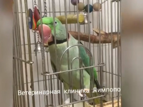 Попугай из красноярской зоогостиницы научился мяукать