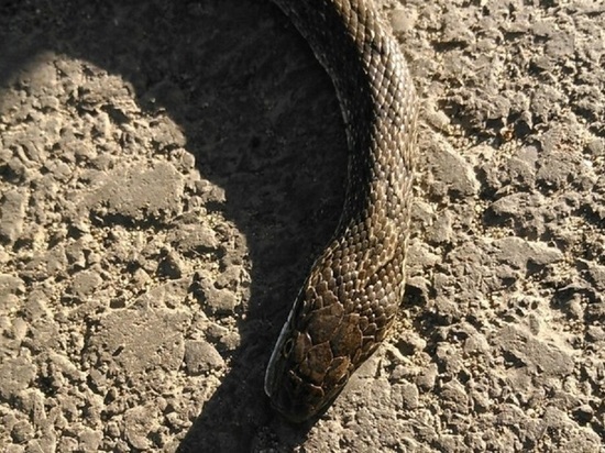 Очередную змею обнаружили жители Бийска