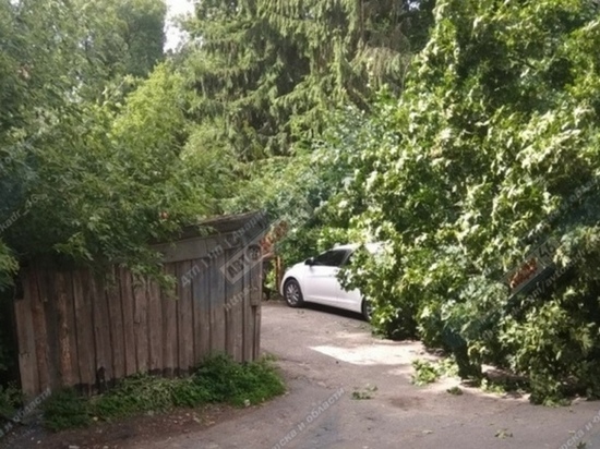 В центре Курска дерево упало на припаркованные машины